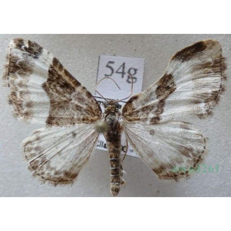 Euphyia unangulata (Haworth, 1809) Paśnik jednozębik Czech54g